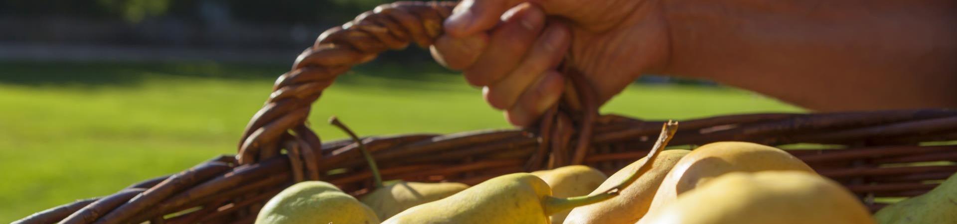 herbstauslese-produkte-palabirnenkorb-vinschgau-fb