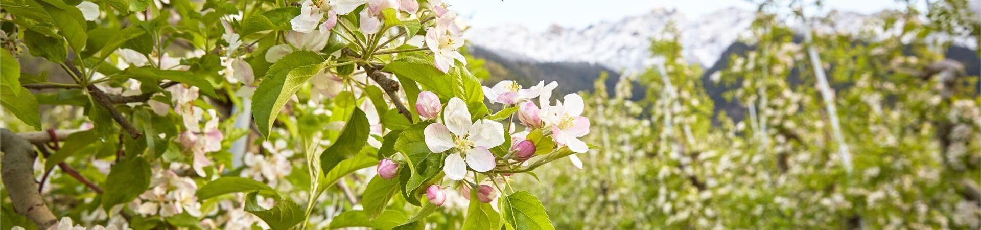 Apfelwiesen in der Blüte