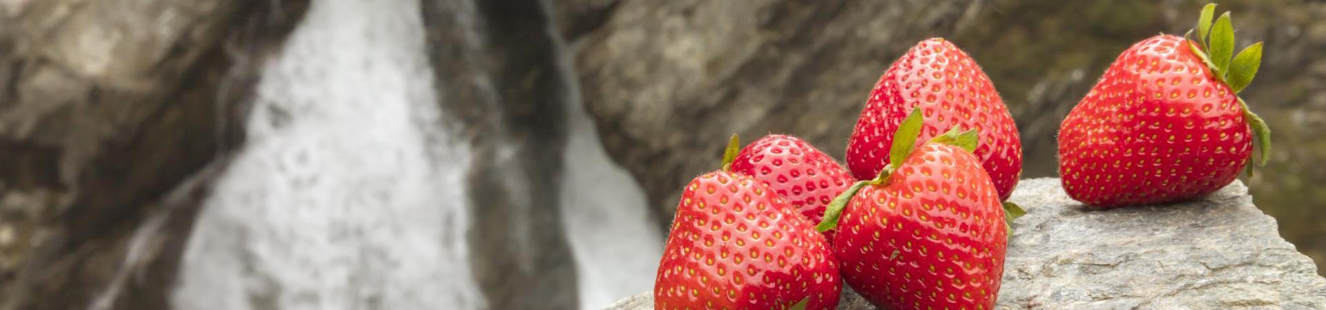 produkte-erdbeeren-vinschgau-fb