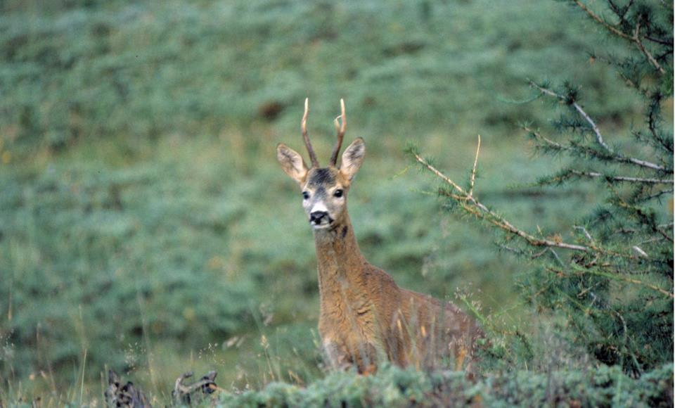 capriolo-longhi-carolina